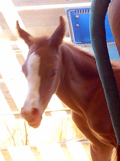 Aug 10, 2008 about 8 hours old