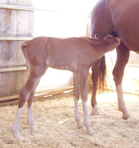 Aug 10, 2008 about 8 hours old