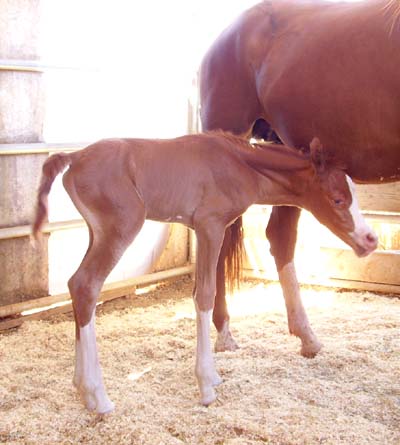 Aug 10, 2008 about 8 hours old