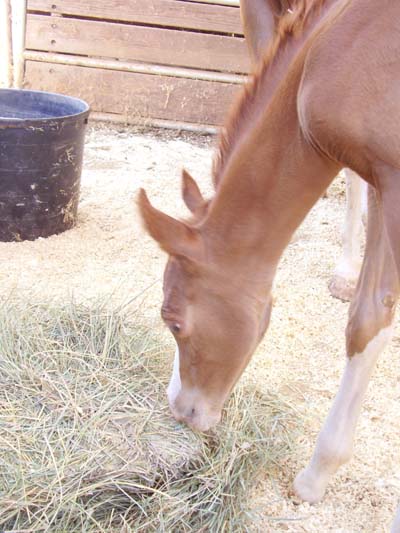 Aug 10, 2008 about 8 hours old