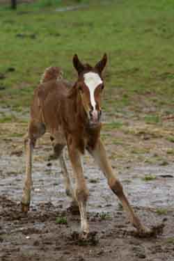 Pele as a foal, having fun in the rain.