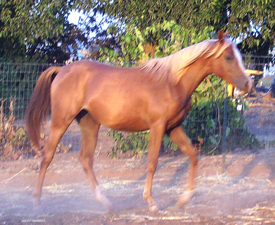 Breeze at 17 months of age, Sept. 07