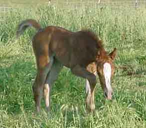 Breeze at 11 days of age.