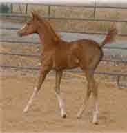 Libby at 3 months of age