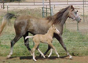 Raba with her palomino welara colt, Azria Sparklin Sunrise.