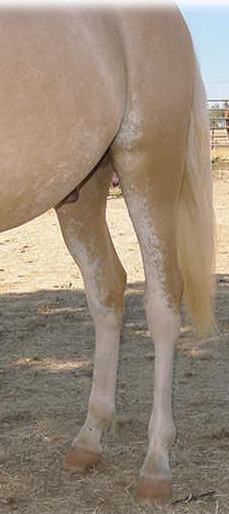 Spots all across belly and up legs
