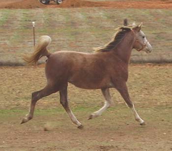 Azria Magician (Flash of Magic x Azria Raba) 