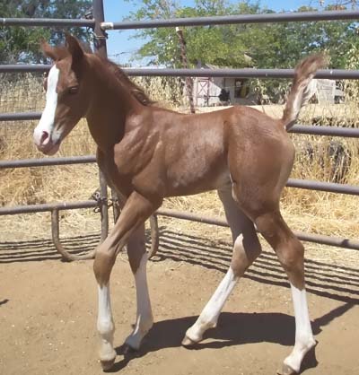 Zip, 1 week old.  Peter Mileo photo