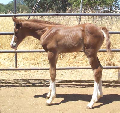 Zip, 1 week old.  Peter Mileo photo