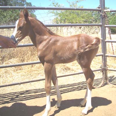 Zip, 1 week old.  Peter Mileo photo